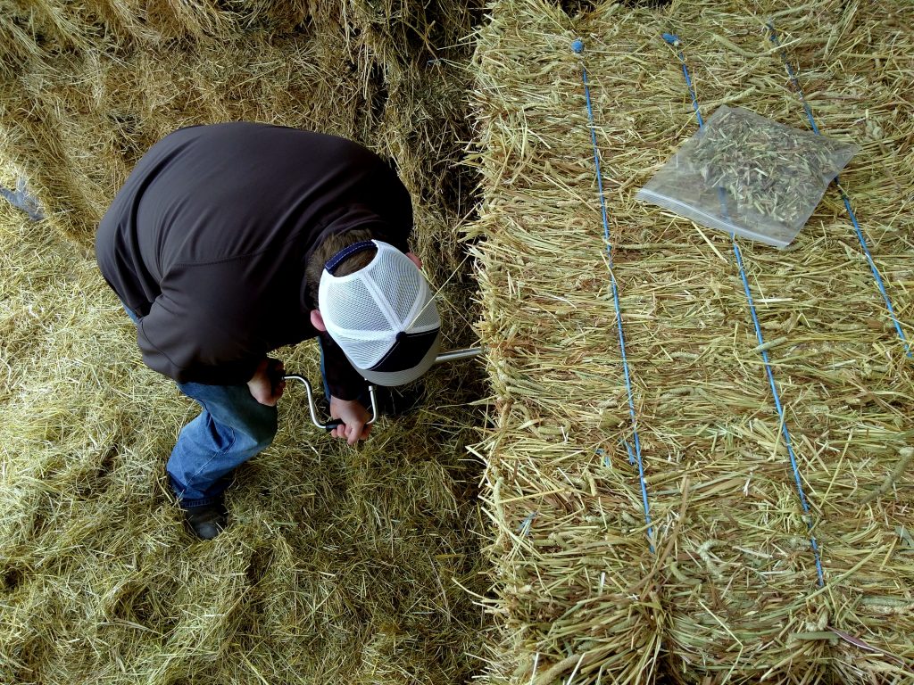 Are You Feeding Straw or Hay for Goats? Backyard Goats